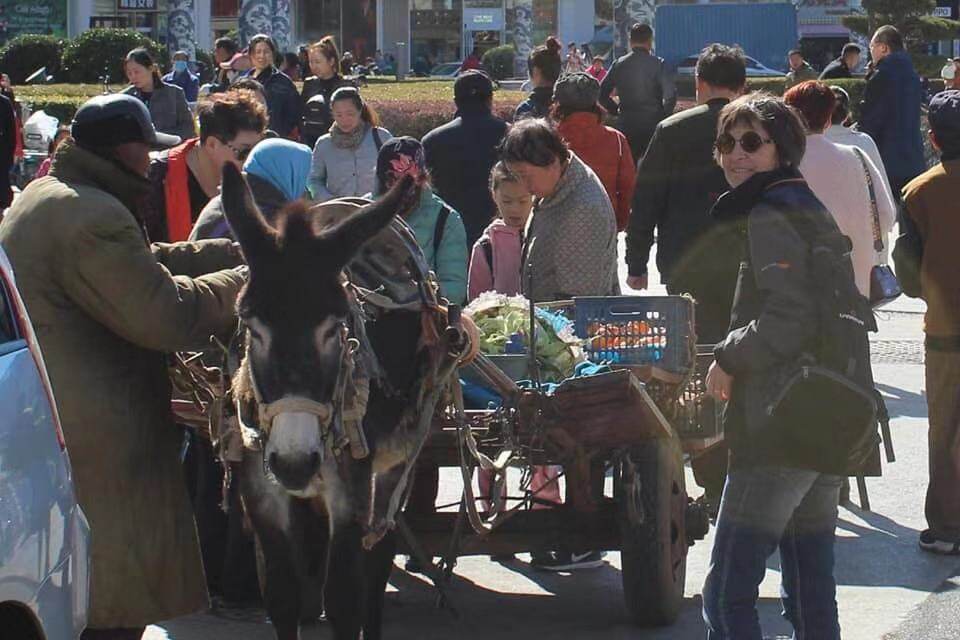 Brenda Mercer with a donkey in Dalian, China