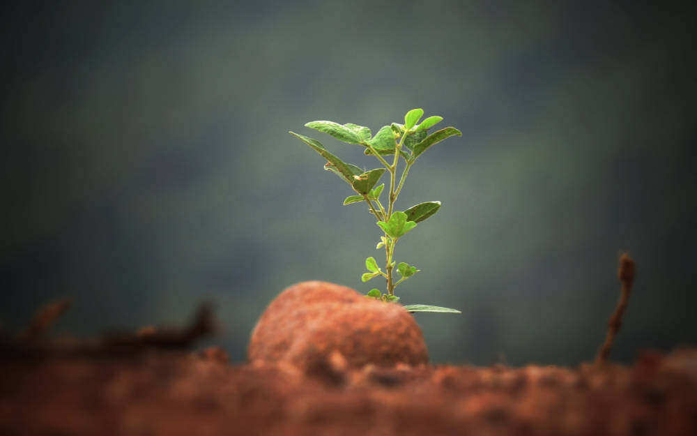 Green shoots of opportunity