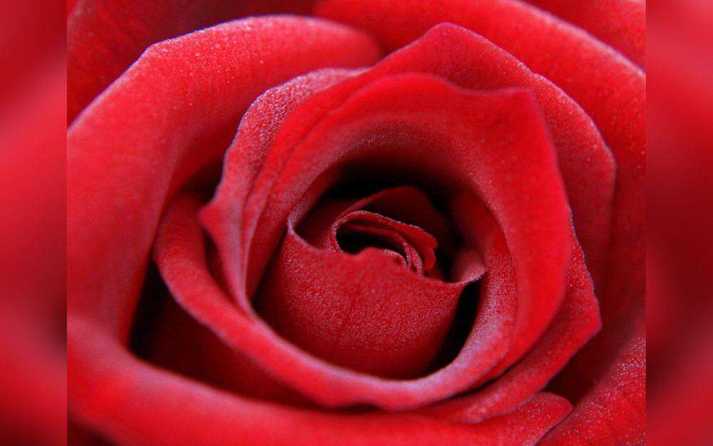 A red rose is the universal symbol of love.